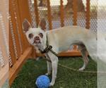 Small Chihuahua Mix