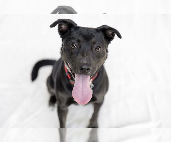 Medium Photo #6 Labrador Retriever-Unknown Mix Puppy For Sale in Garner, NC, USA