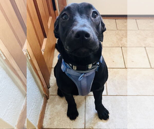 Medium Photo #12 Labrador Retriever-Unknown Mix Puppy For Sale in Princeton, MN, USA