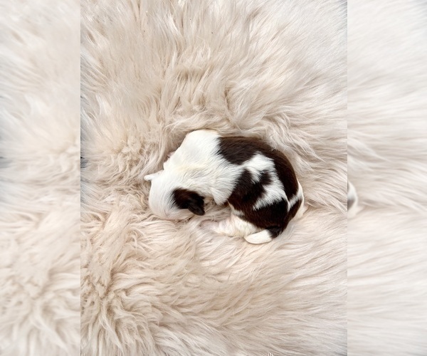 Medium Photo #2 Shih Tzu Puppy For Sale in HAYWARD, CA, USA