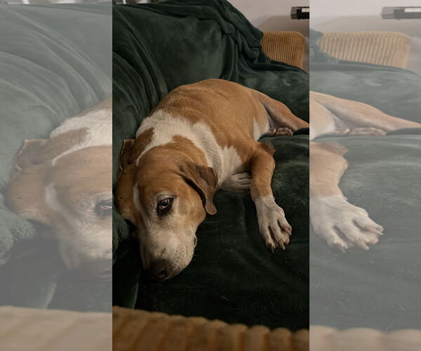 Medium Photo #2 Beagle-Unknown Mix Puppy For Sale in Miami, FL, USA