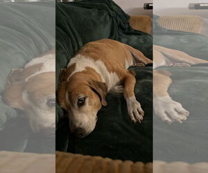 COURTESY POST: Shihka - Female Beagle-Unknown Mix Dog for Adoption - Photo #2