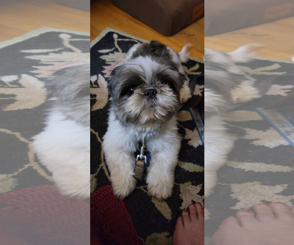 Medium Photo #4 Shih Tzu Puppy For Sale in St. Louis Park, MN, USA