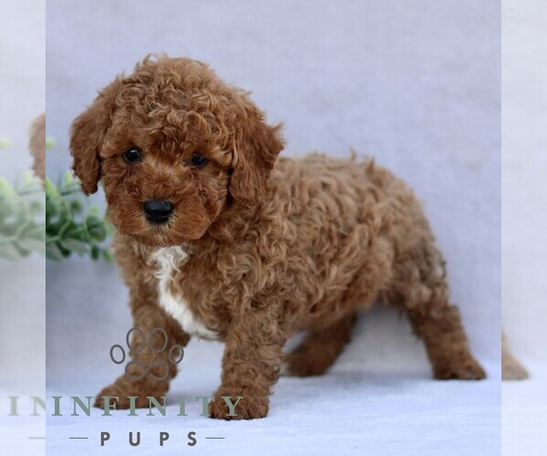 Medium Photo #3 Goldendoodle (Miniature) Puppy For Sale in EPHRATA, PA, USA
