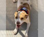 Small American Pit Bull Terrier Mix