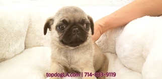 Pug Puppy for sale in LA MIRADA, CA, USA
