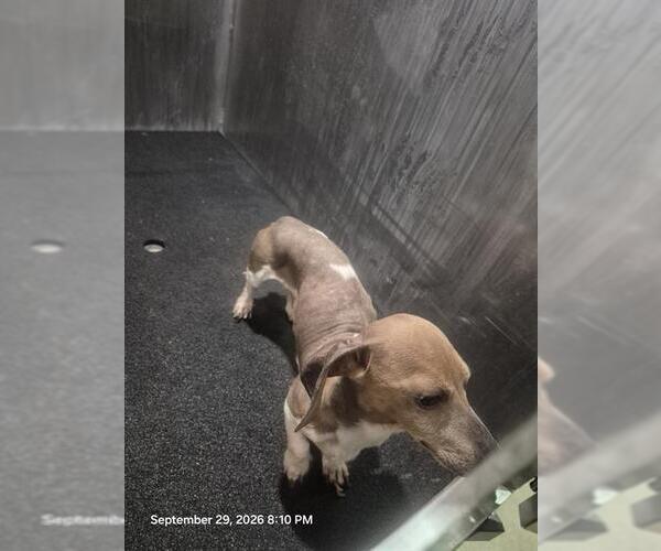 Medium Photo #1 Dachshund-Unknown Mix Puppy For Sale in San Antonio, TX, USA