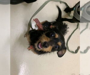 Mutt Dogs for adoption in Fremont, CA, USA