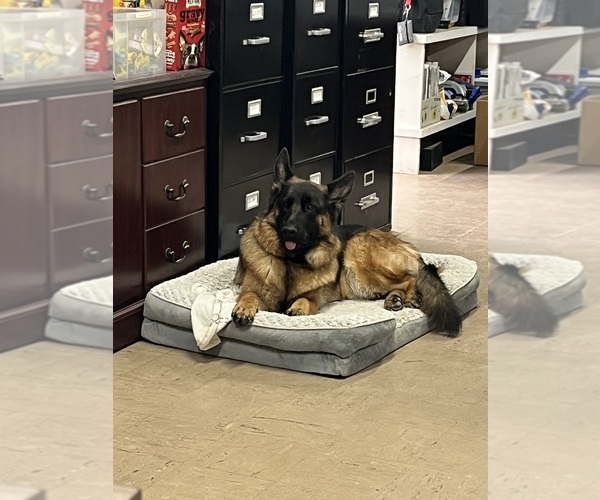 Medium Photo #8 German Shepherd Dog Puppy For Sale in HANSON, KY, USA