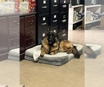 Small #7 German Shepherd Dog