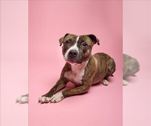 American Pit Bull Terrier-Unknown Mix Dogs for adoption in Plano, TX, USA