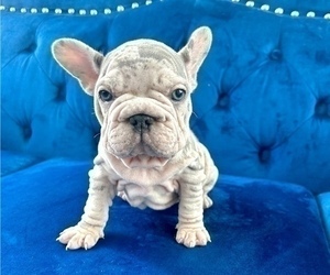 French Bulldog Puppy for sale in LOUISVILLE, KY, USA