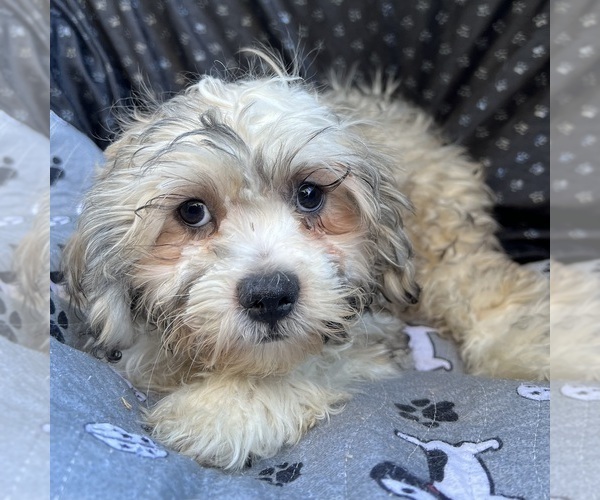 Medium Photo #10 Zuchon Puppy For Sale in RENO, NV, USA