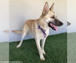 Small #5 German Shepherd Dog Mix