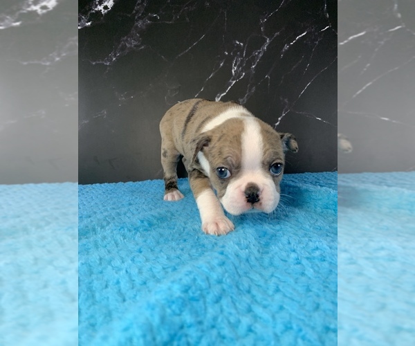 Medium Photo #12 Boston Terrier Puppy For Sale in TULARE, CA, USA