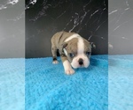 Small #11 Boston Terrier