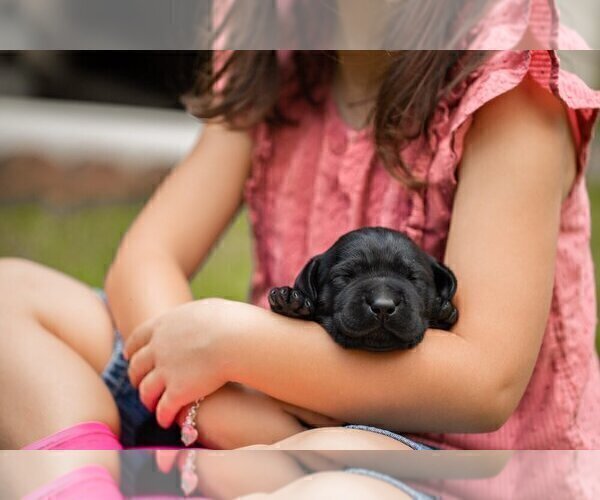 Medium Photo #6 Labrador Retriever Puppy For Sale in FAYETTEVILLE, GA, USA