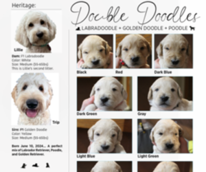 Double Doodle Puppy for Sale in YAKIMA, Washington USA