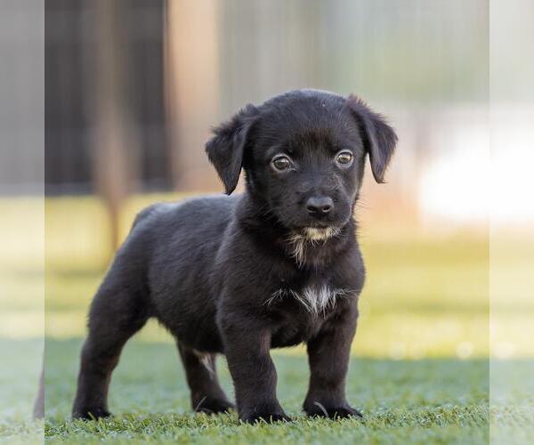 Medium Photo #4 Dachshund-Unknown Mix Puppy For Sale in San Diego, CA, USA