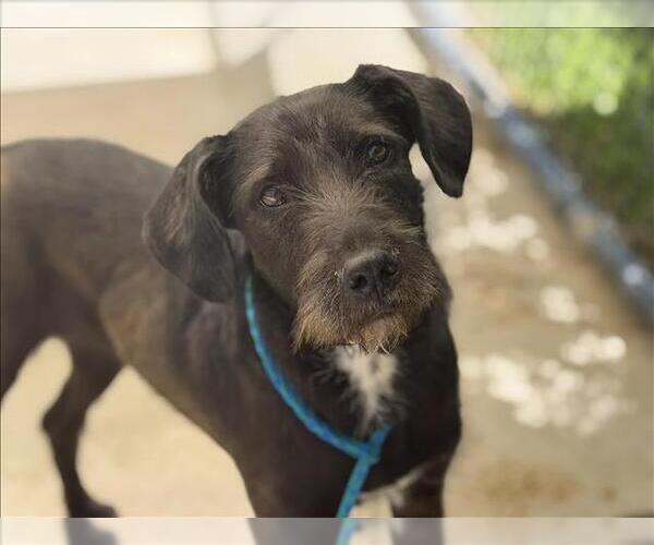Medium Photo #2 Mutt Puppy For Sale in Tulsa, OK, USA