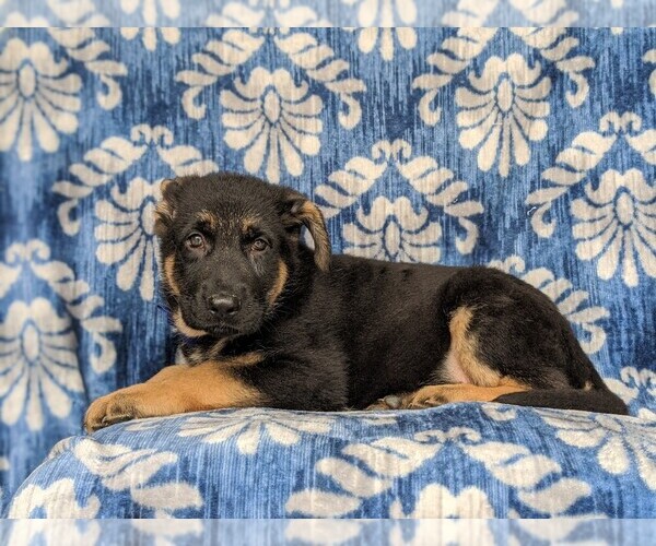 Medium Photo #4 German Shepherd Dog Puppy For Sale in KIRKWOOD, PA, USA