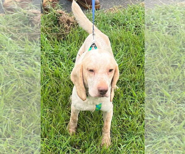 Medium Photo #8 Beagle Puppy For Sale in Dunnellon, FL, USA