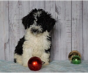 Poodle (Miniature)-Poodle (Standard) Mix Puppy for sale in FREDERICKSBG, OH, USA