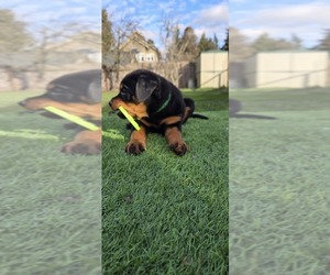 Rottweiler Puppy for sale in SEATTLE, WA, USA