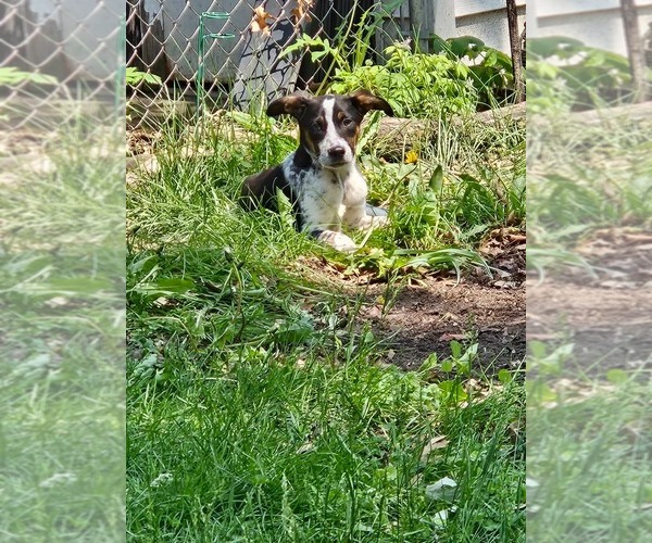 Medium Photo #4 Mutt Puppy For Sale in Minneapolis, MN, USA