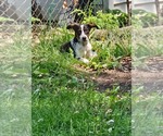 Small #3 Mutt