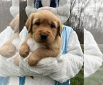 Small #2 Golden Retriever
