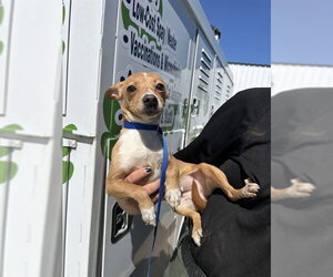 Chihuahua Dogs for adoption in Bakersfield, CA, USA