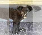 Small #1 Mutt