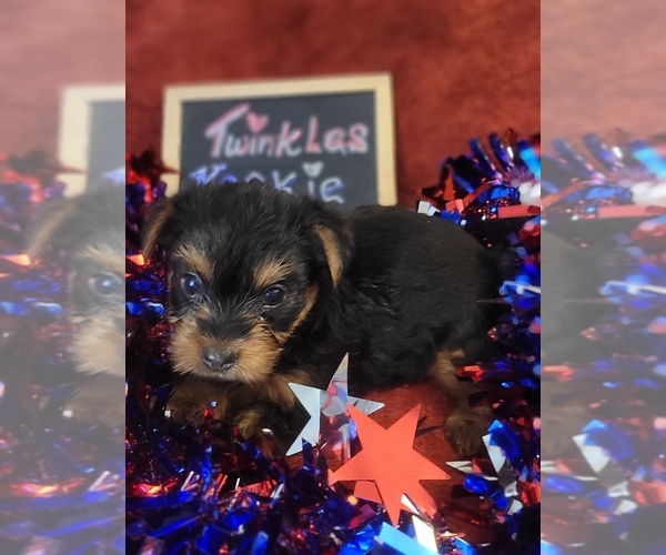 Medium Photo #55 Yorkshire Terrier Puppy For Sale in AKRON, OH, USA