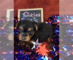 Small #7 Yorkshire Terrier