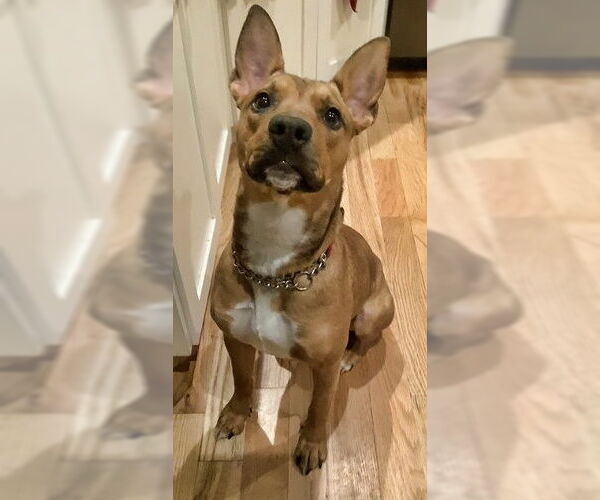 Medium Photo #3 Carolina Dog-Unknown Mix Puppy For Sale in Minneapolis, MN, USA