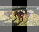 Small #3 American Staffordshire Terrier-Boxer Mix