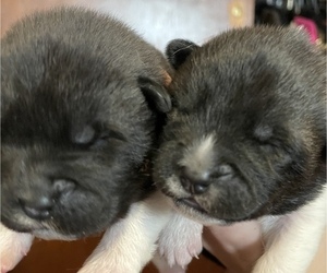 Akita Puppy for sale in INDIANAPOLIS, IN, USA