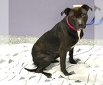 Small Photo #5 American Staffordshire Terrier-Bulldog Mix Puppy For Sale in Huntley, IL, USA