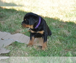 Small Photo #7 Rottweiler Puppy For Sale in LYONS, OR, USA