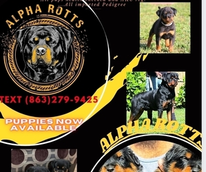Rottweiler Puppy for sale in STUART, FL, USA