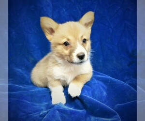 View Ad: Pembroke Welsh Corgi Puppy for Sale near North Carolina ...