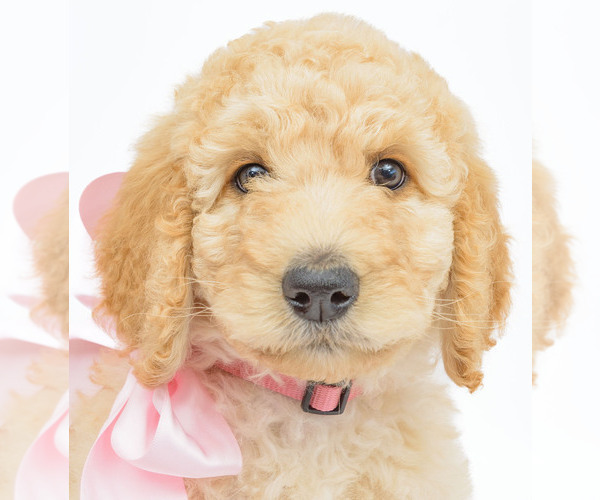 Medium Photo #3 Poodle (Standard) Puppy For Sale in CEDAR CITY, UT, USA