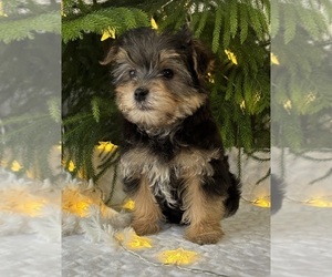 Morkie Puppy for sale in ROCK STREAM, NY, USA