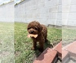 Small Poodle (Toy)