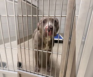 American Pit Bull Terrier Dogs for adoption in Virginia Beach, VA, USA