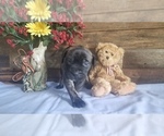 Puppy Puppy 6 Bullmastiff