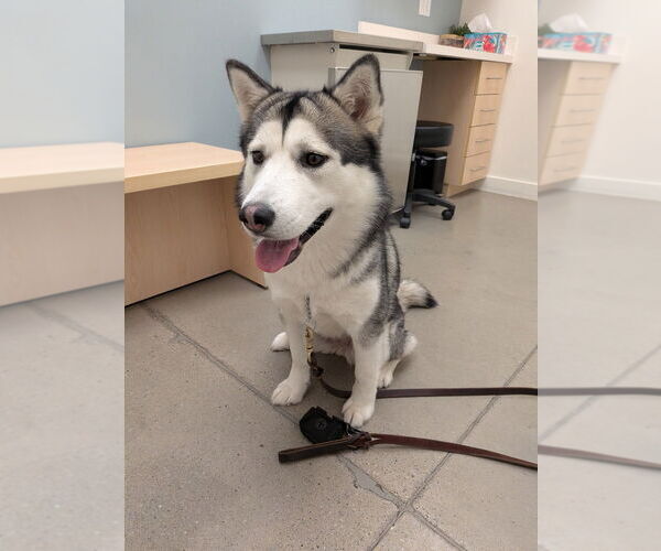 Medium Photo #3 Siberian Husky-Unknown Mix Puppy For Sale in Salt Lake City, UT, USA