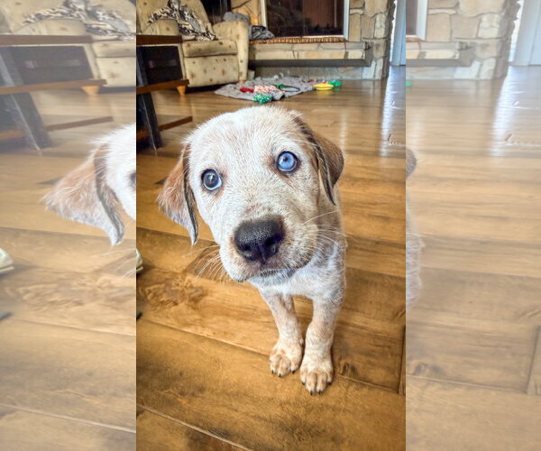 Medium Photo #1 Mutt Puppy For Sale in San Diego, CA, USA