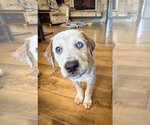 Small Mutt